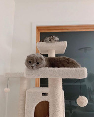 How to pick a quality cat tree virtually