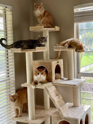 New help for feline OA