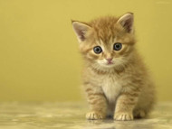 Can My Cat Get Coronavirus?