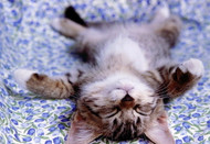 Modern Cat's Veterinarian List of Do's & Don'ts for a Happy and Healthy Christmas with your Cat