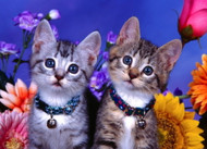 The Expressive Cat: How to decipher feline body language.