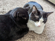 Catitude Gratitude: 5 Things Cat Lovers Can be Thankful for