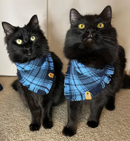 A Day in the Life of a Cat Influencer