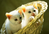 Happy 2020! To the 10 Best Cat Trees of 2019...