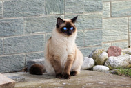 Does a cat's coat color reveal his personality?