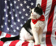 First Felines: White House Cats & their Presidents