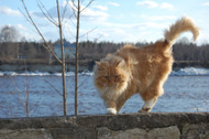 The Truth about Tail Wagging in Cats…