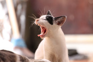 Can my cat get cavities?