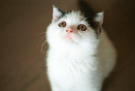 Why Does My Cat Stare at the Wall?