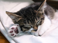 What is Normal Cat Sleep Behavior?