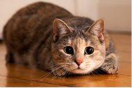 Crazy, Weird Cat Behaviors