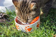 How to Change Kitty’s Food… and Why it Can Be a Great Idea.