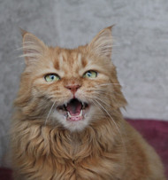 The Truth about the Cat’s Meowwwww…