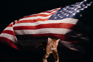 How to keep your cat safe on July 4