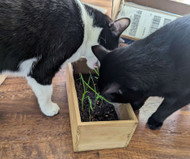 Grow your cat’s health with cat grass