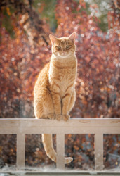 Labor Day and cats