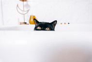 How Do I Give My Cat a Bath?