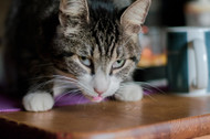 How to Keep Cats Away from Poison…