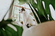 Fighting Feline Anxiety with CBD...
