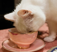 Can cats get addicted to human food?