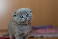 Ways You Can Tell Your Cat Loves You…