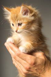 Does your cat bite his nails?