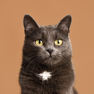  Why Your Cat Does These Three Things