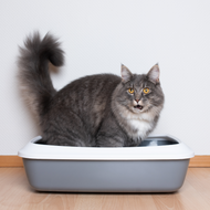 Dirty litter boxes cause disease