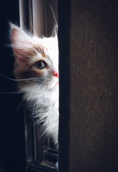 World Cancer Day. Do You Know About Feline Cancer?