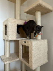 Got a "scratchaholic" kitty?