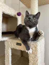 How much is that kitty?