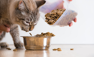 How Often Should You Feed Your Cat
