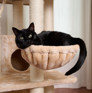 What Does the Ideal Cat Space Look Like?