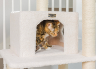 How to Choose the Right Cat Tree Height for Your Home