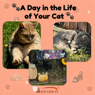 A Day In The Life Of Your Cat!