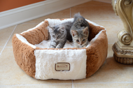 The New Cat Parent Starter Pack!