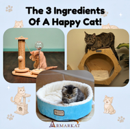 The 3 Ingredients of a Happy Cat!
