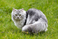 The 3 MOST POPULAR Cat Breeds of 2026 So Far! 