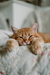 The Lazy Cat Myth?