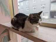 Inside Iceland’s cat cafe