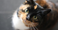 Understanding Your Feline Friend: Educational Insights from AeroMark