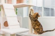 Cat Trees for Large Cats: Purrfect Additions for Holiday Homes