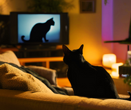 5 of the best black cats in Halloween cinema