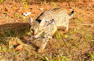 Pets of 2024: Your Photos!