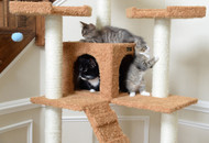 New Year’s Resolutions for Your Cat: Exercising Tips