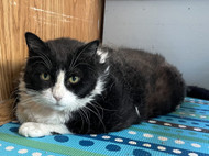 Pet Promise Day: Keeping commitments to our cats