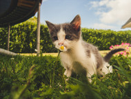 Medical updates on cat allergies