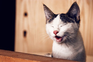 Dental care for cats