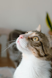 Do cats have lips?
