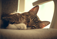 Pre-prepare cat emergency care